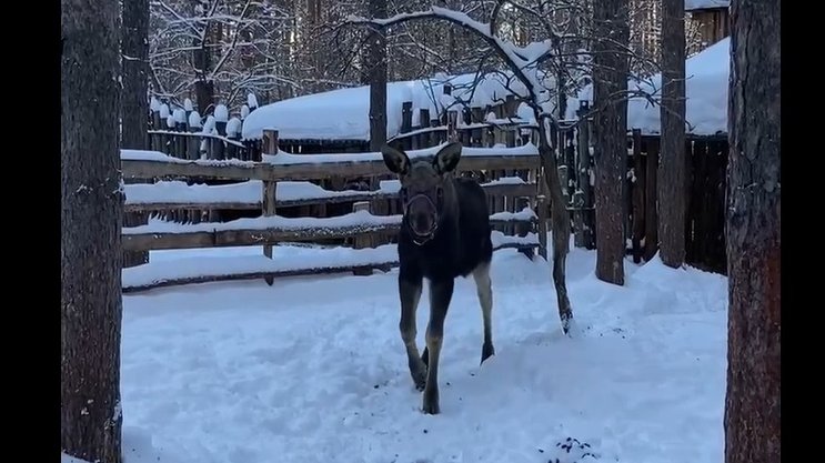 скрин с видео