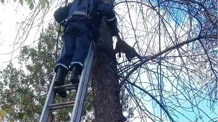 Управление гражданской защиты